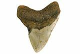 Bargain, Fossil Megalodon Tooth - North Carolina #161442-1